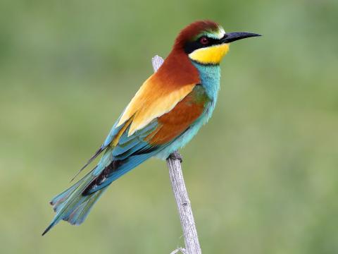 Bee Eater