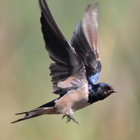 Barn_Swallow_©_Derek_Keats_big_0.jpg