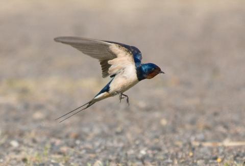 Barn_Swallow_©_Pixabay_0.jpg