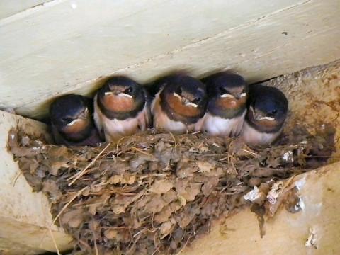 Barn_Swallow_nest_©_David_Dixon_0.jpg