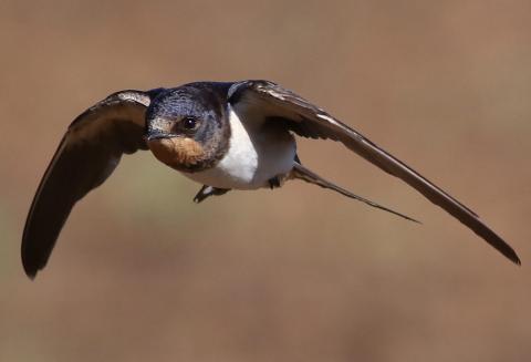 Barn_swallow,_Hirundo_rustica-R_1.jpg