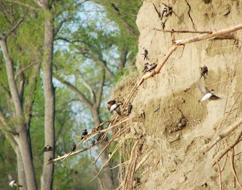 Sand Martin