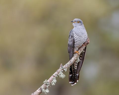 Cuckoo