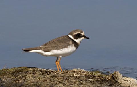 Common Ringed Plover