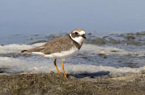 Common Ringed Plover