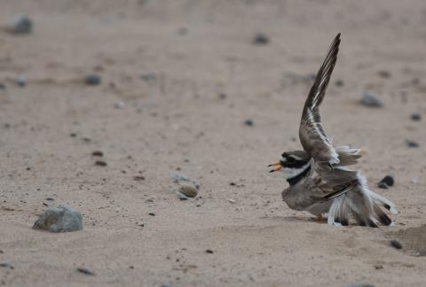 Common Ringed Plover