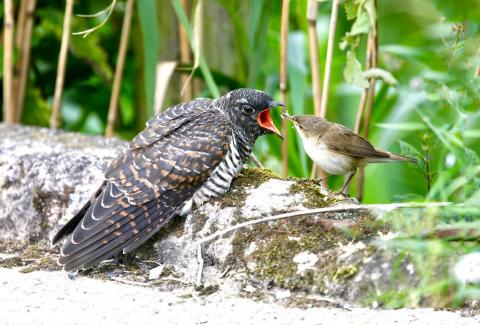 Cuckoo