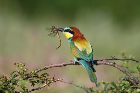 Bee Eater