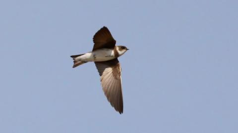 Sand Martin