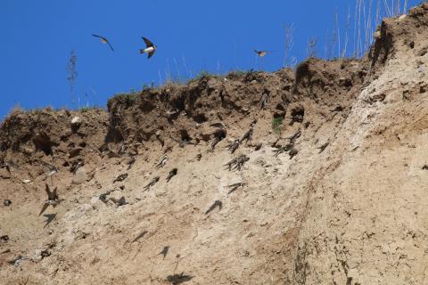 Sand Martin