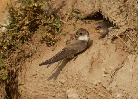 Sand Martin